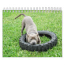 Search for breeds calendars Puppy