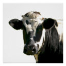 Search for dairy cow posters Holstein