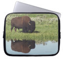 Search for bison cases Grazing