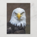 Search for bald postcards Wild life