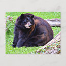Search for bear horizontal postcards Mammal