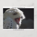 Search for yawn postcards White
