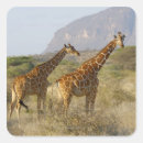 Search for somali stickers Animal