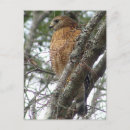 Search for hawks postcards Birds
