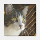 Search for gato magnets Feline