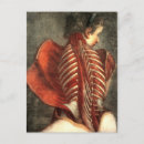 Search for ribs postcards Anatomy