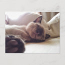Search for lie postcards Cat