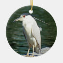 Search for night heron Animals