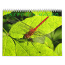 Search for insects photography Macro