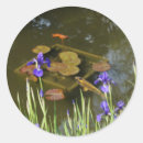 Search for koi pond stickers Carp