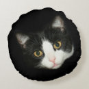 Search for tuxedo cat cushions Kitty