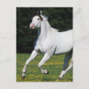 Search for paint runs postcards Equestrian