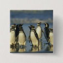 Search for sea bird badges Shore