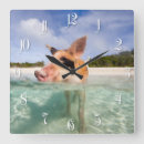 Search for swimming pig Exuma