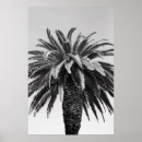 Search for green palm leaf posters Closeup