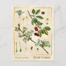 Search for vintage cherries postcards Illustration