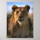 Search for female lion posters Wildlife