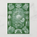 Search for ernst postcards Haeckel