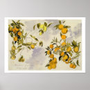 Search for orange tree posters Fruit
