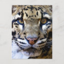 Search for leopard portrait postcards Cat