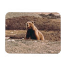Search for sows magnets Bear