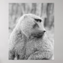 Search for baboon posters Nature