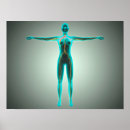 Search for arteries and veins posters Popliteal artery