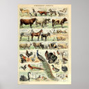 Search for domesticated posters Vintage