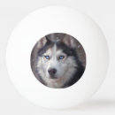 Search for white siberian husky Black and white dog