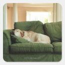 Search for dog sleeping stickers Togetherness