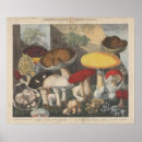 Search for vintage mushroom art posters Fungi