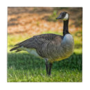 Search for canada tiles Geese