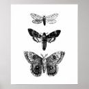 Search for naturalist posters Insect