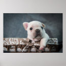 Search for purebred dog posters Animal