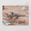 Search for desert bird postcards Wildlife