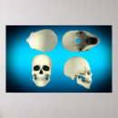 Search for jaw bone posters Osteology
