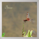 Search for vintage insect posters Dragonfly