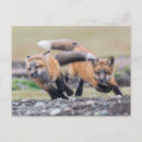 Search for baby fox postcards Nature
