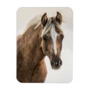 Search for mustangs photography Wyoming