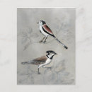Search for aviary postcards Animals