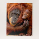 Search for orangutan puzzles Ape