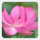 Search for lotus petals stickers Blossom