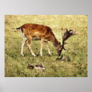 Search for fallow posters Deer