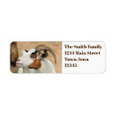 Search for goat labels Usa