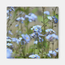 Search for forgetting photography Blue flowers