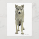 Search for wolf eyes postcards Wildlife