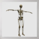 Search for human skeleton art Spine