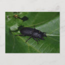 Search for beetles postcards Coleoptera