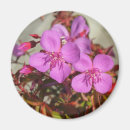 Search for begonia magnets Flowers