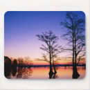 Search for bald tree mouse mats Wildlife